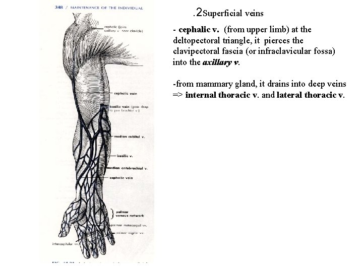 . 2 Superficial veins - cephalic v. (from upper limb) at the deltopectoral triangle,