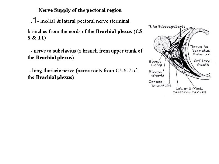 Nerve Supply of the pectoral region . 1 - medial & lateral pectoral nerve