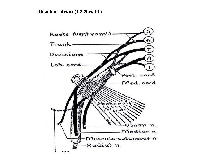 Brachial plexus (C 5 -8 & T 1) 
