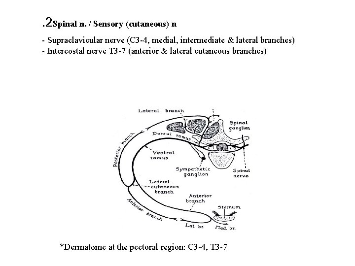 . 2 Spinal n. / Sensory (cutaneous) n - Supraclavicular nerve (C 3 -4,