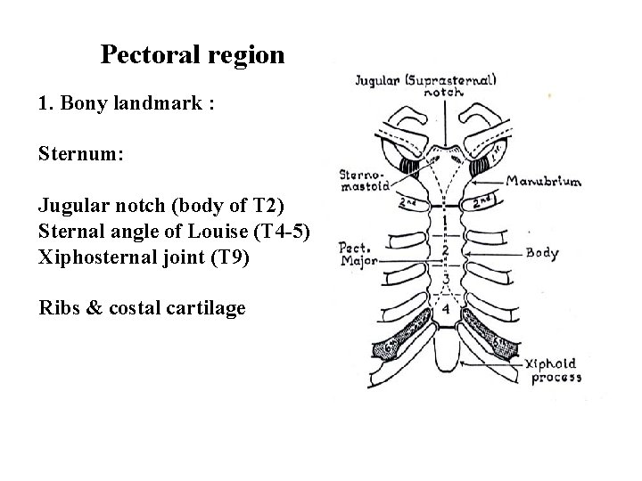 Pectoral region 1. Bony landmark : Sternum: Jugular notch (body of T 2) Sternal