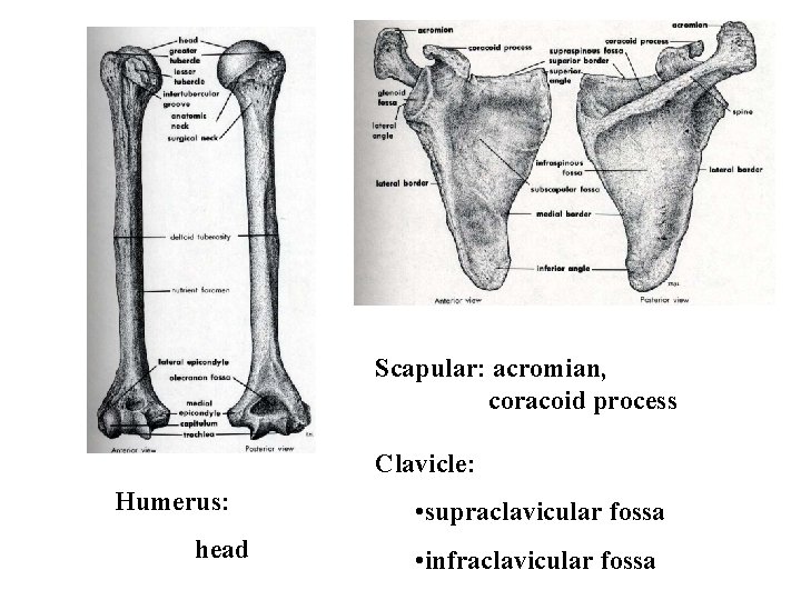 Scapular: acromian, coracoid process Clavicle: Humerus: head • supraclavicular fossa • infraclavicular fossa 