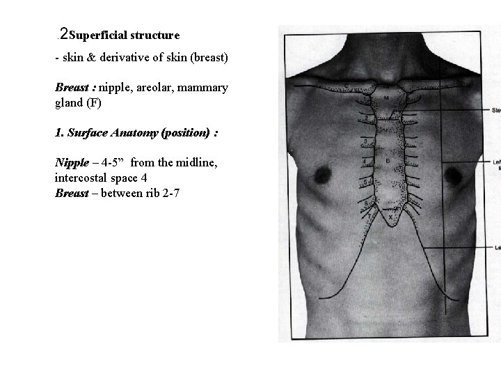 2 . Superficial structure - skin & derivative of skin (breast) Breast : nipple,