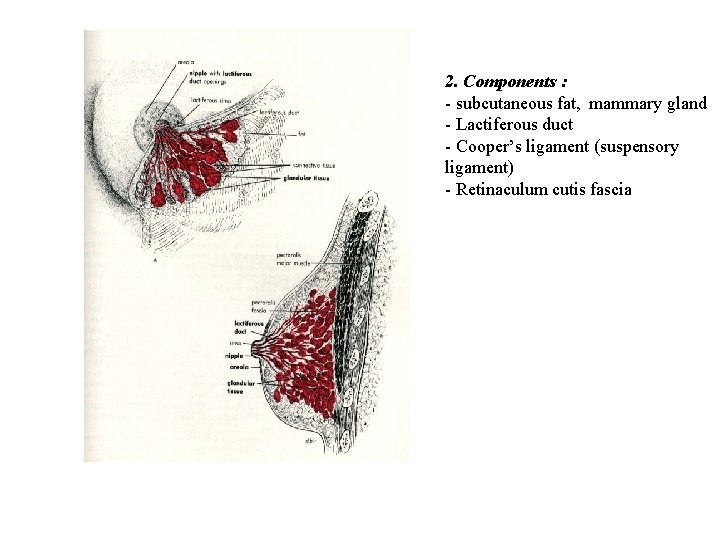 2. Components : - subcutaneous fat, mammary gland - Lactiferous duct - Cooper’s ligament