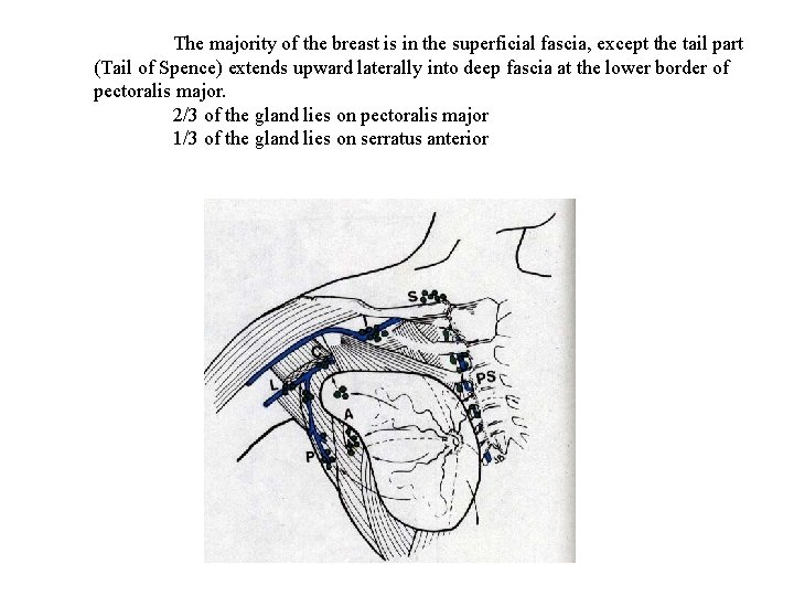 The majority of the breast is in the superficial fascia, except the tail part
