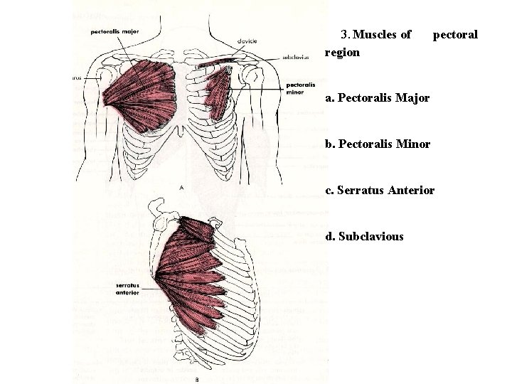 3. Muscles of region pectoral a. Pectoralis Major b. Pectoralis Minor c. Serratus Anterior