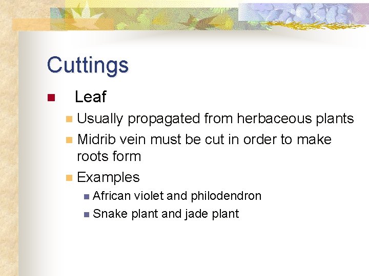 Cuttings n Leaf Usually propagated from herbaceous plants n Midrib vein must be cut