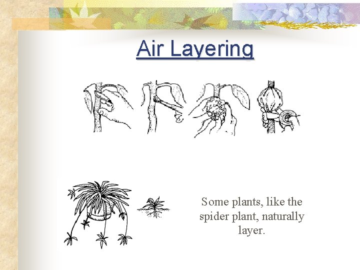 Air Layering Some plants, like the spider plant, naturally layer. 
