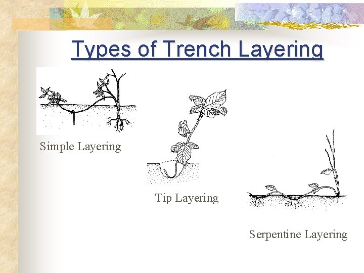 Types of Trench Layering Simple Layering Tip Layering Serpentine Layering 