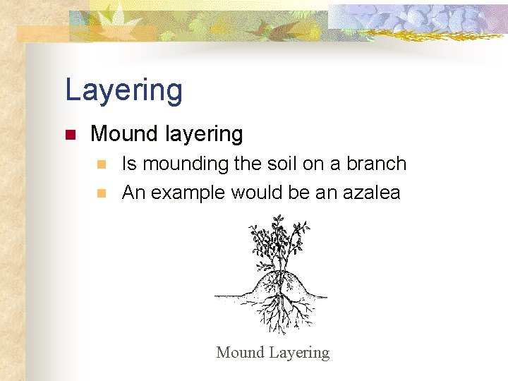 Layering n Mound layering n n Is mounding the soil on a branch An