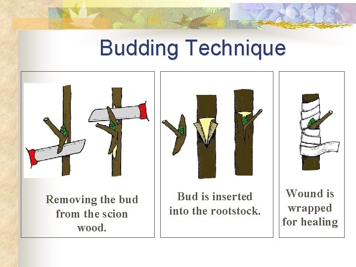 Budding Technique Removing the bud from the scion wood. Bud is inserted into the