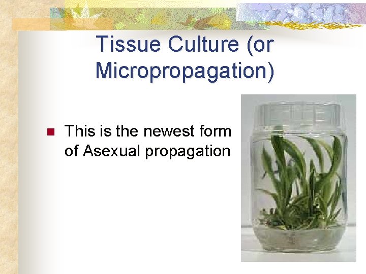 Tissue Culture (or Micropropagation) n This is the newest form of Asexual propagation 