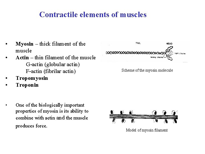 Contractile elements of muscles • • • Myosin – thick filament of the muscle Contractile elements of muscles • • • Myosin – thick filament of the muscle