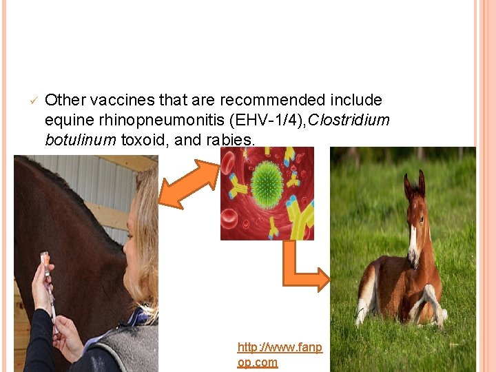 ü Other vaccines that are recommended include equine rhinopneumonitis (EHV-1/4), Clostridium botulinum toxoid, and