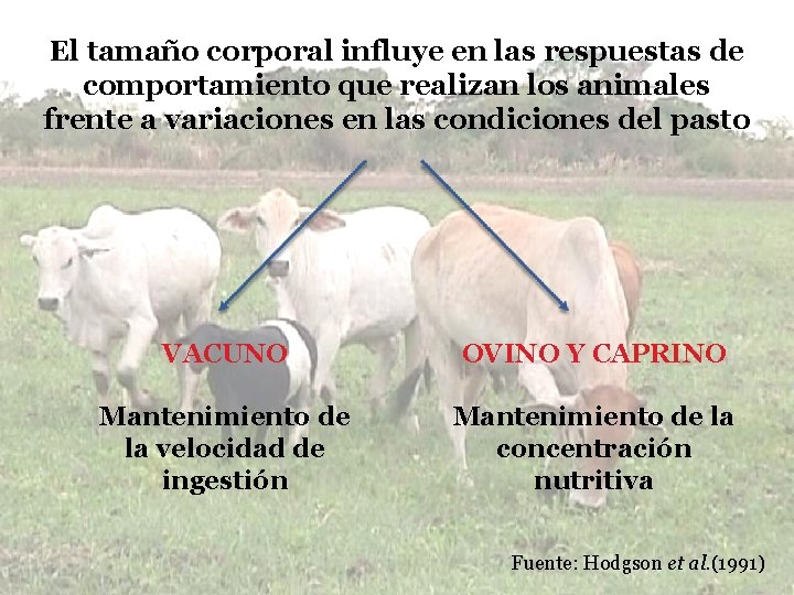 El tamaño corporal influye en las respuestas de comportamiento que realizan los animales frente El tamaño corporal influye en las respuestas de comportamiento que realizan los animales frente