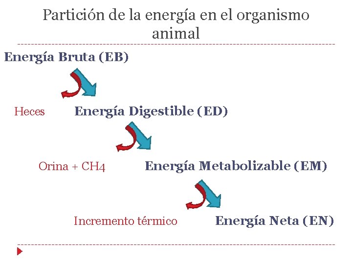 Partición de la energía en el organismo animal Energía Bruta (EB) Heces Energía Digestible Partición de la energía en el organismo animal Energía Bruta (EB) Heces Energía Digestible