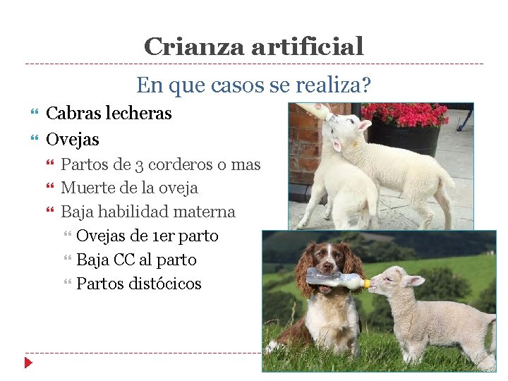 Crianza artificial En que casos se realiza? Cabras lecheras Ovejas Partos de 3 corderos Crianza artificial En que casos se realiza? Cabras lecheras Ovejas Partos de 3 corderos