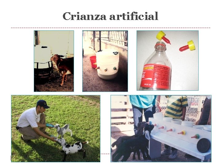 Crianza artificial Crianza artificial