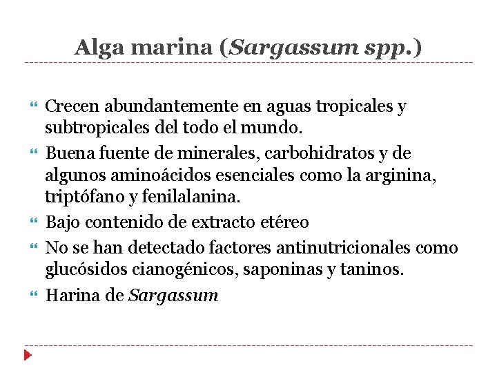 Alga marina (Sargassum spp. ) Crecen abundantemente en aguas tropicales y subtropicales del todo Alga marina (Sargassum spp. ) Crecen abundantemente en aguas tropicales y subtropicales del todo