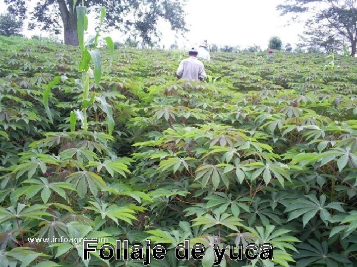 Follaje de yuca Follaje de yuca