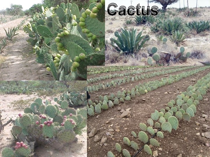 Cactus Cactus