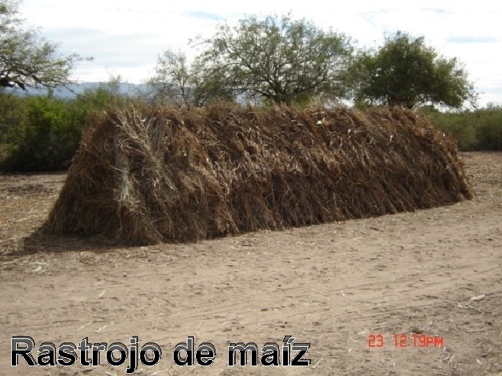 Rastrojo de maíz Rastrojo de maíz