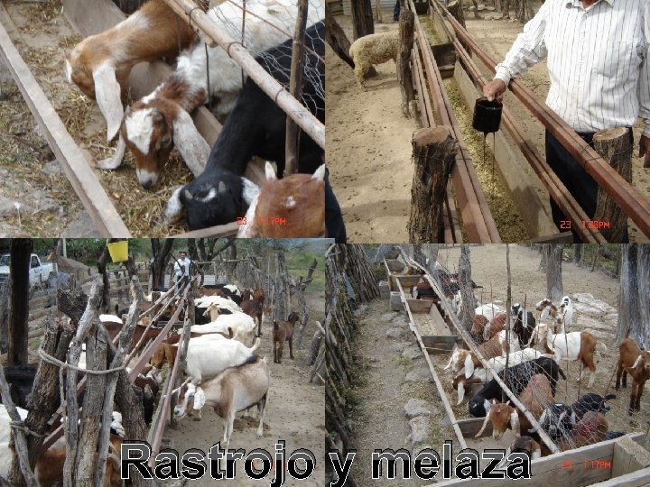 Rastrojo y melaza Rastrojo y melaza