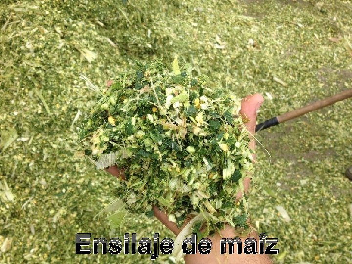 Ensilaje de maíz Ensilaje de maíz