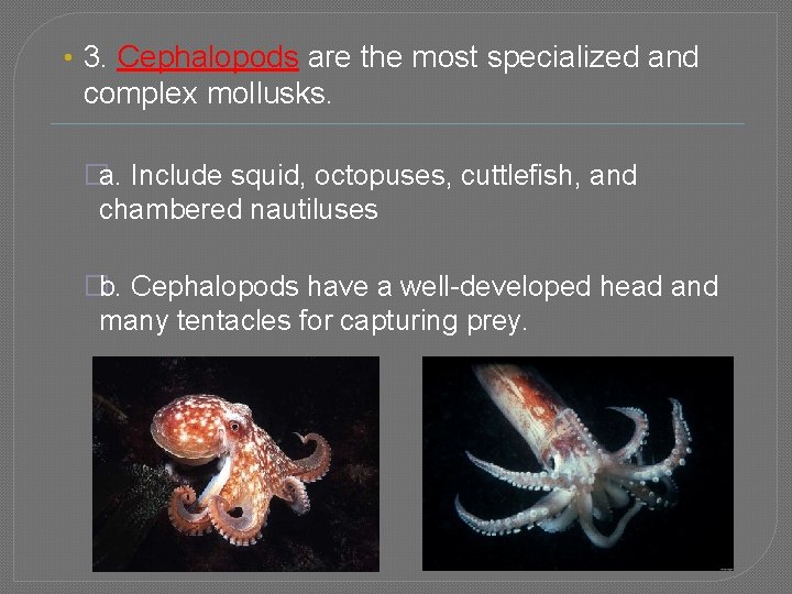  • 3. Cephalopods are the most specialized and complex mollusks. �a. Include squid,