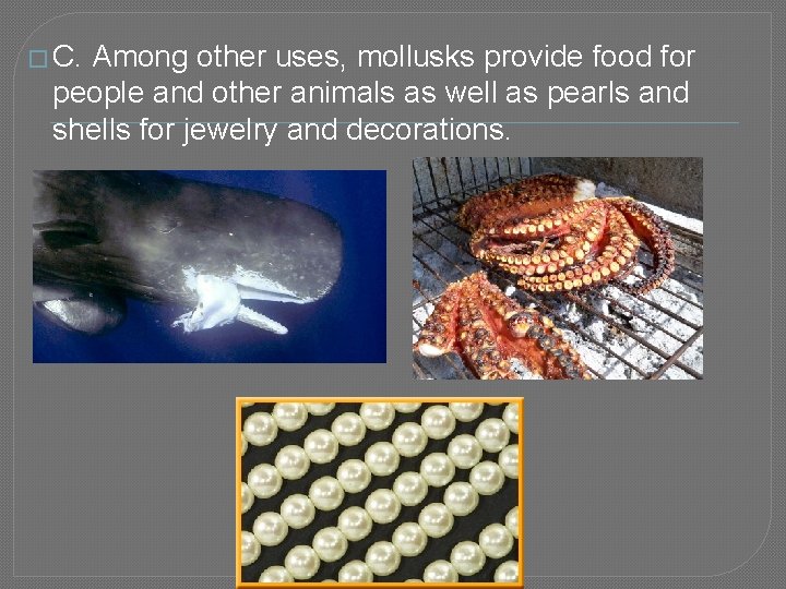 � C. Among other uses, mollusks provide food for people and other animals as