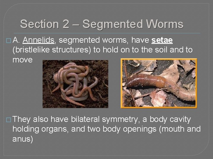 Section 2 – Segmented Worms � A. Annelids, segmented worms, have setae (bristlelike structures)