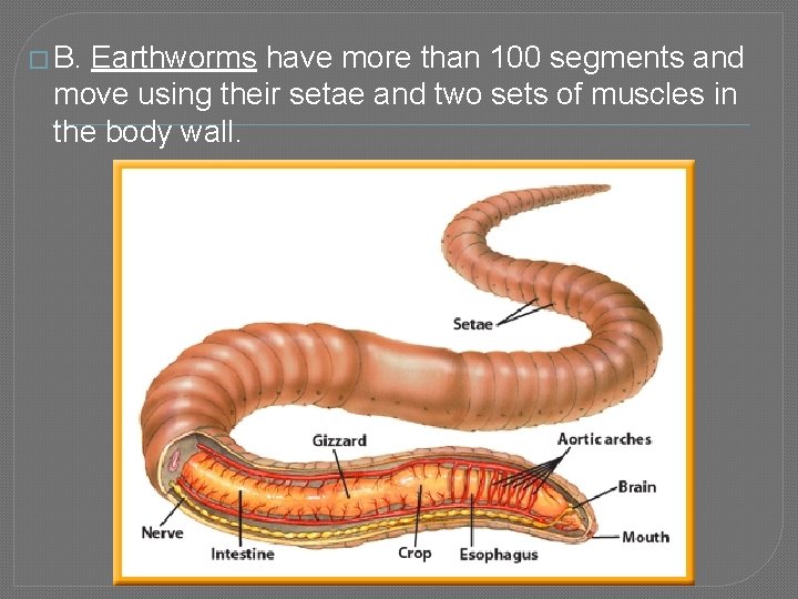 � B. Earthworms have more than 100 segments and move using their setae and