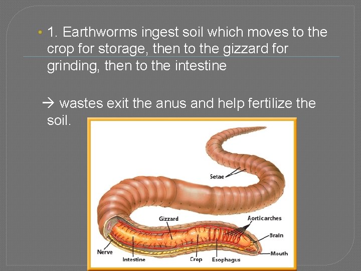  • 1. Earthworms ingest soil which moves to the crop for storage, then