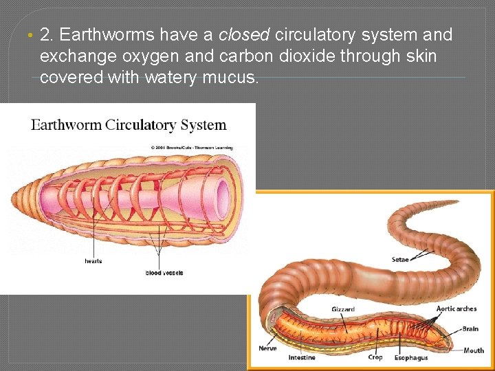  • 2. Earthworms have a closed circulatory system and exchange oxygen and carbon