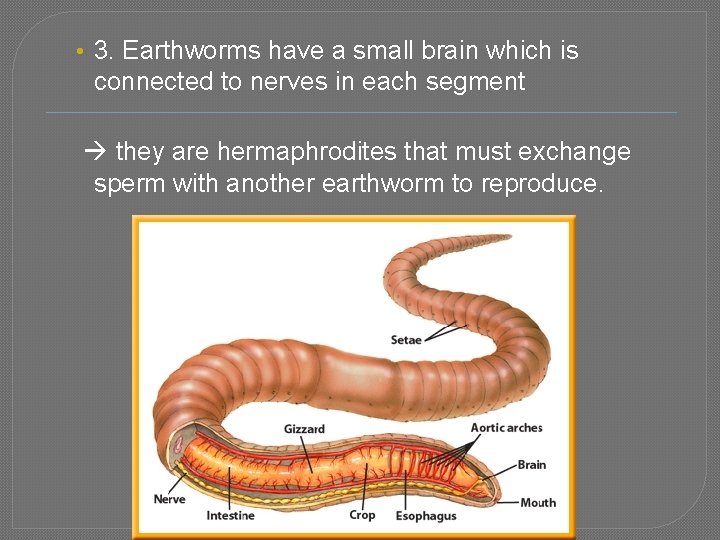  • 3. Earthworms have a small brain which is connected to nerves in