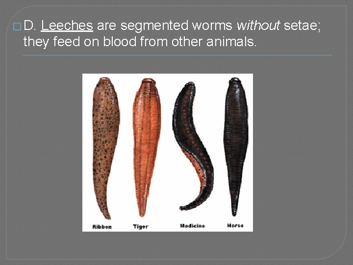 � D. Leeches are segmented worms without setae; they feed on blood from other