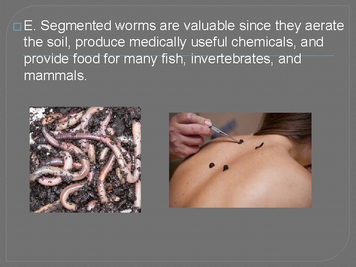 � E. Segmented worms are valuable since they aerate the soil, produce medically useful