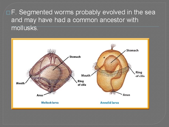 � F. Segmented worms probably evolved in the sea and may have had a