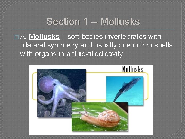 Section 1 – Mollusks � A. Mollusks – soft-bodies invertebrates with bilateral symmetry and