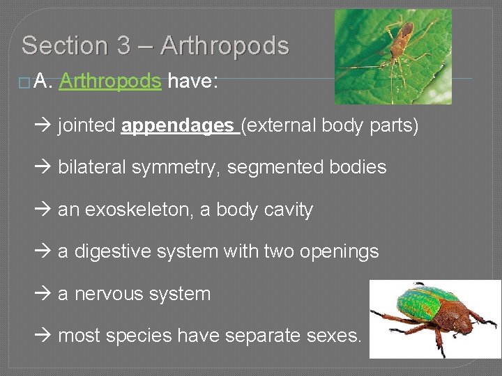 Section 3 – Arthropods � A. Arthropods have: jointed appendages (external body parts) bilateral
