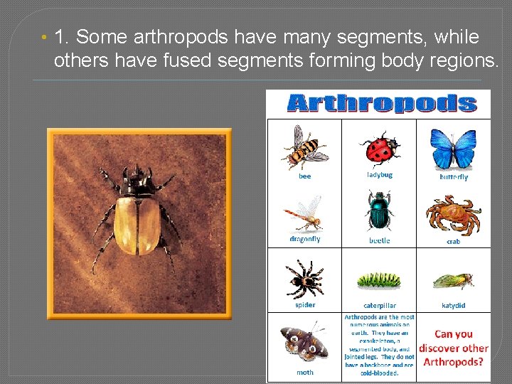  • 1. Some arthropods have many segments, while others have fused segments forming