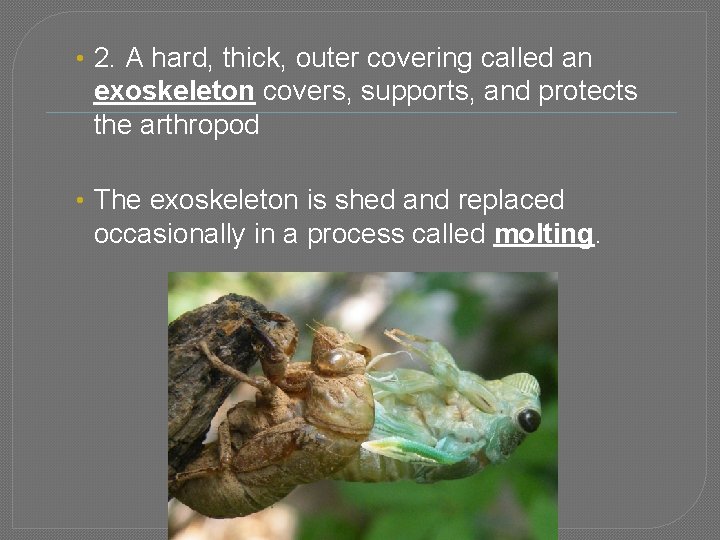  • 2. A hard, thick, outer covering called an exoskeleton covers, supports, and