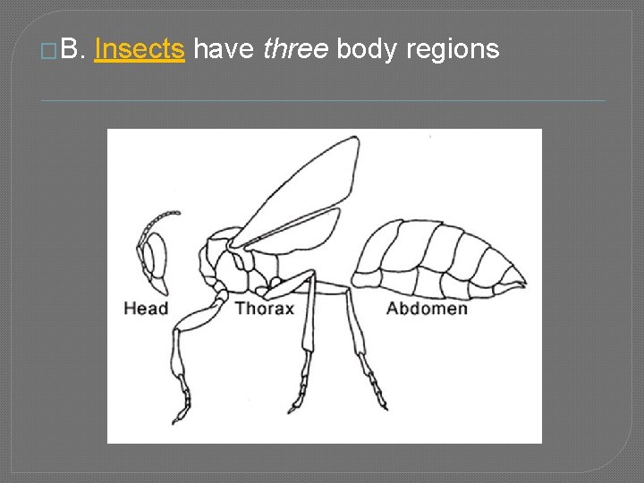 �B. Insects have three body regions 