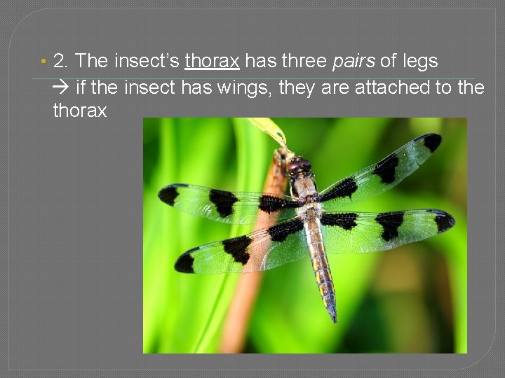  • 2. The insect’s thorax has three pairs of legs if the insect