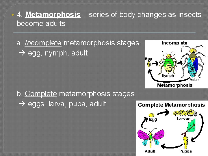  • 4. Metamorphosis – series of body changes as insects become adults a.
