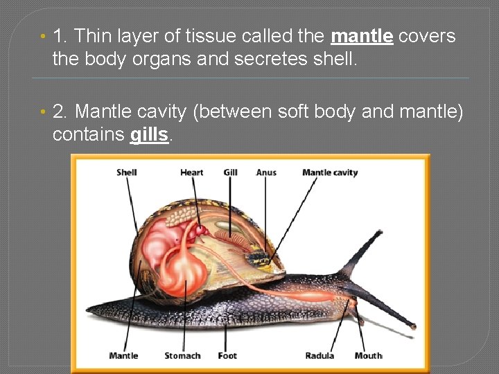  • 1. Thin layer of tissue called the mantle covers the body organs