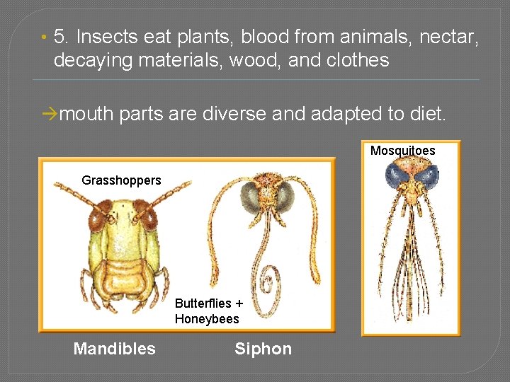  • 5. Insects eat plants, blood from animals, nectar, decaying materials, wood, and