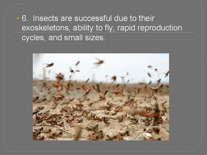  • 6. Insects are successful due to their exoskeletons, ability to fly, rapid