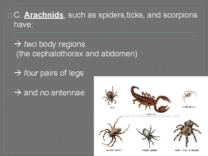 � C. Arachnids, such as spiders, ticks, and scorpions have: two body regions (the