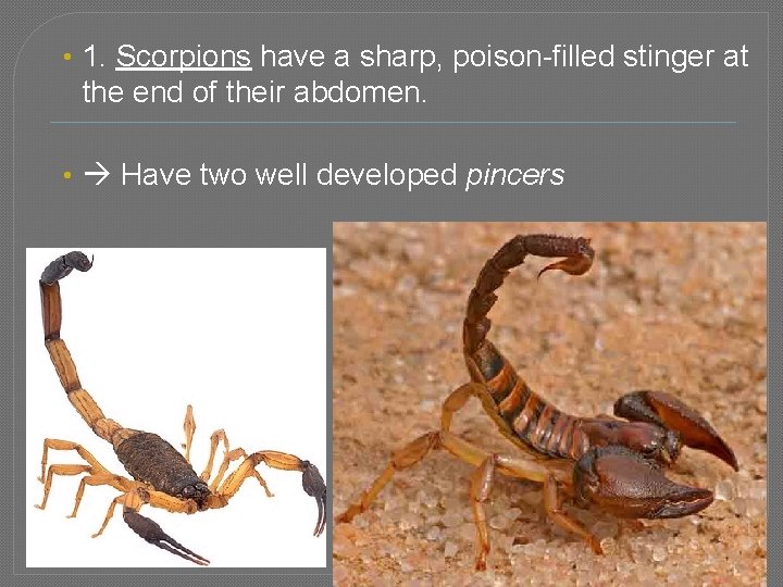  • 1. Scorpions have a sharp, poison-filled stinger at the end of their